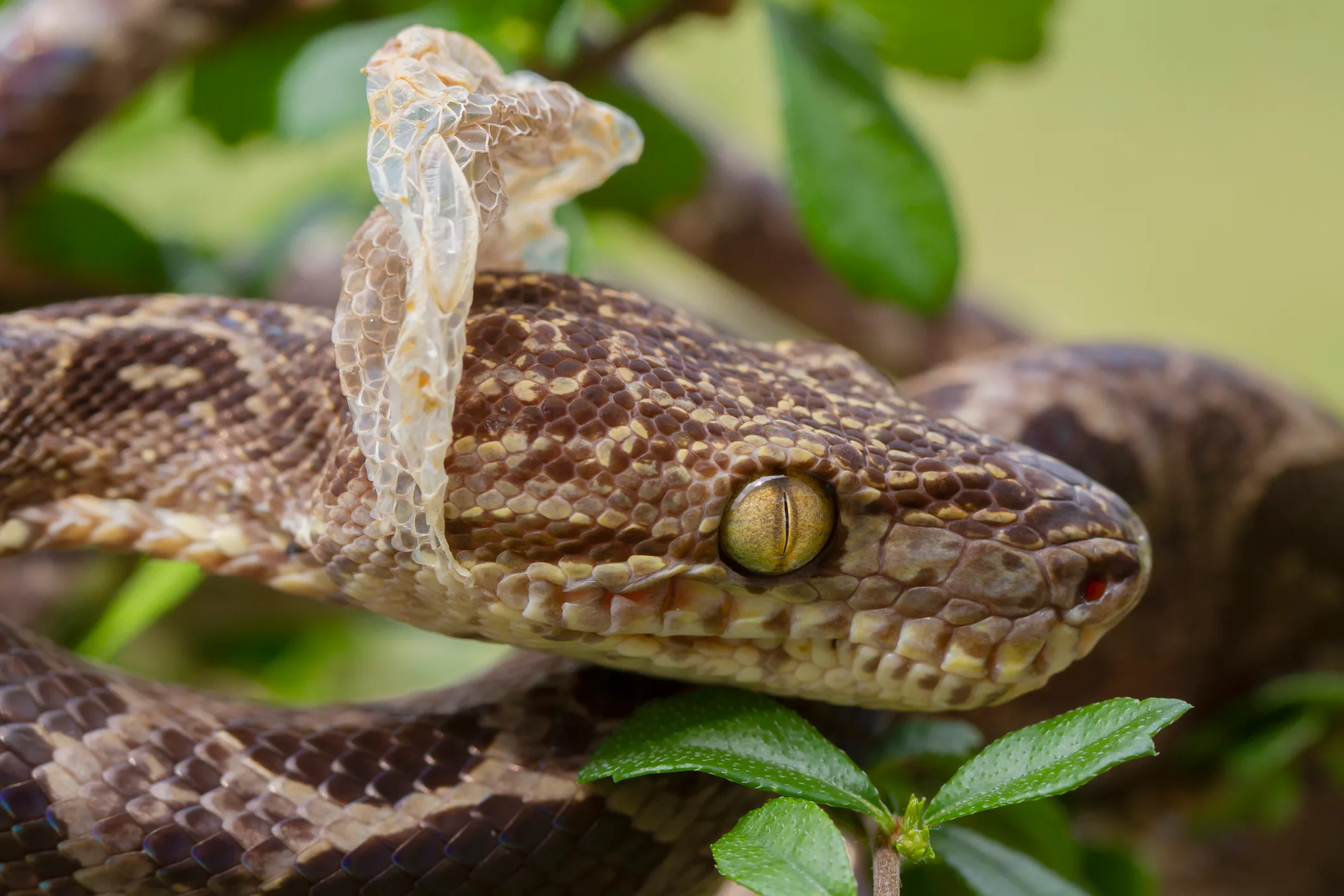 Photo inspiration: Feeding Snakes To Promote Healthy Shedding Reference: Snake Shedding Process Explained From Start To Finish
