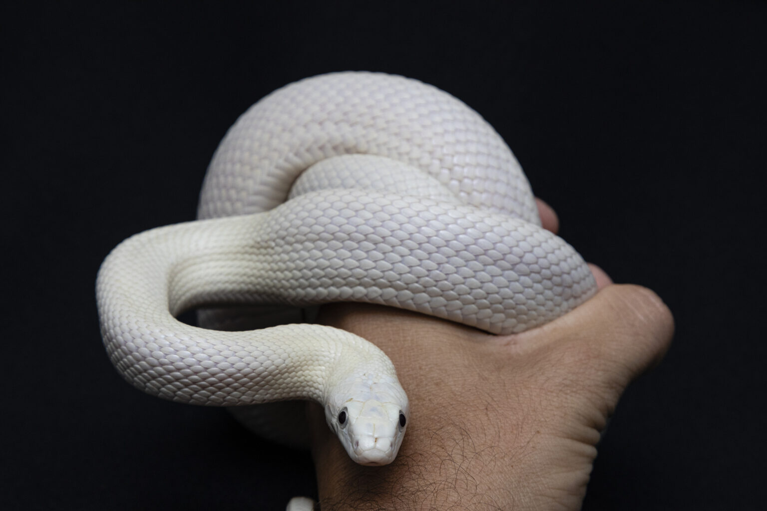 Good First Snake Underrated Beginner Snakes: Lesser-Known Species That Are Great for ...