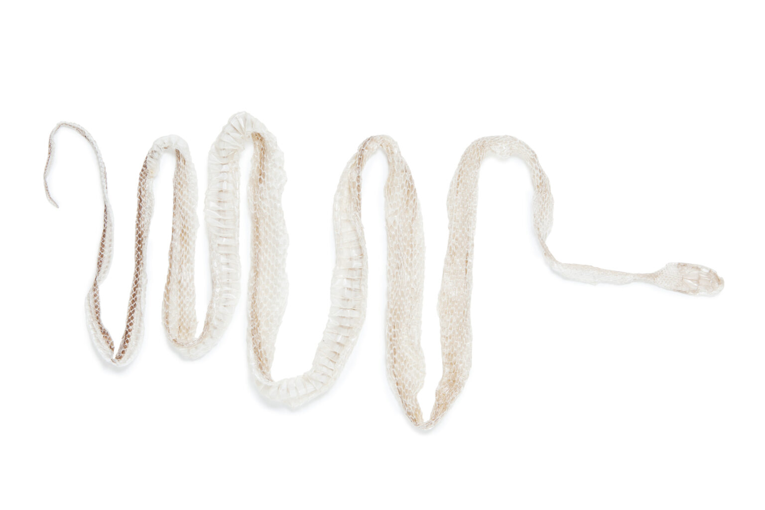 How Long Does Shedding Take? (Snake Shedding Timeline Explained ...