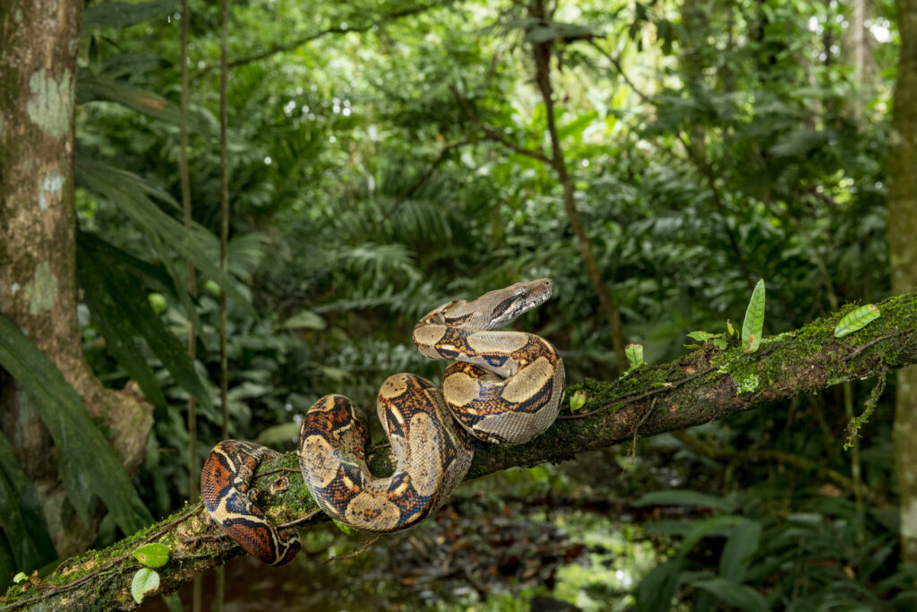 Image result for Boa Constrictor Care Guide (Complete Beginner's Manual) - Beginner snakes