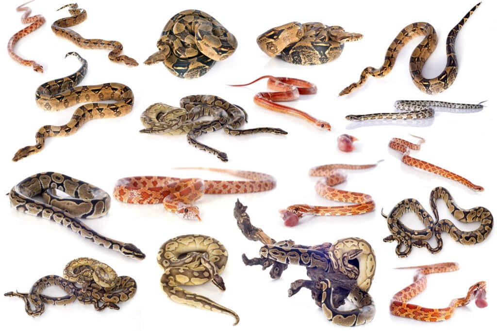 Good First Snake Best Beginner Snakes: Top Snake Species for First-Time Owners ...