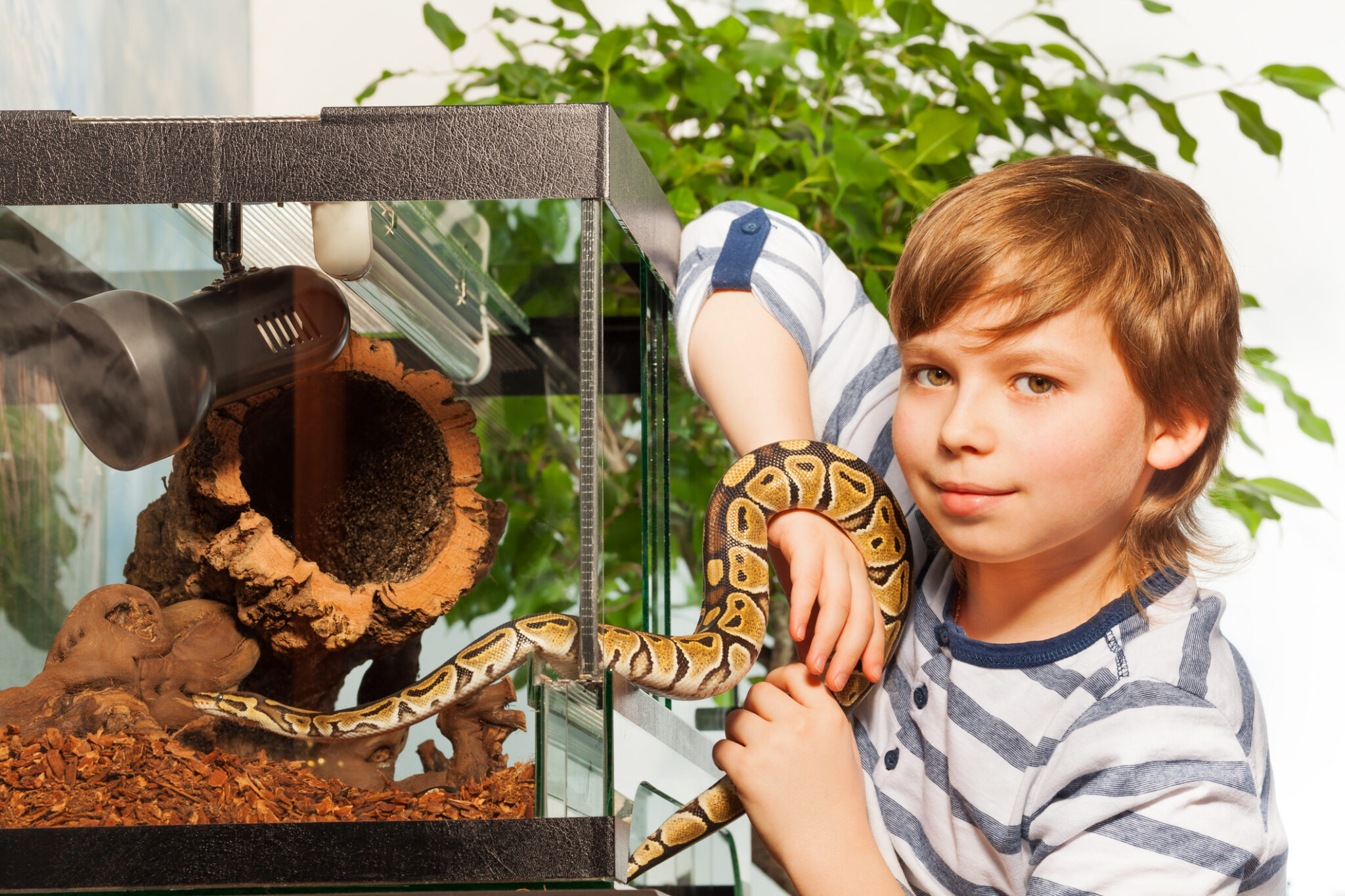 Best Snakes for Kids: Calm, Safe, and Beginner-Friendly Choices ...