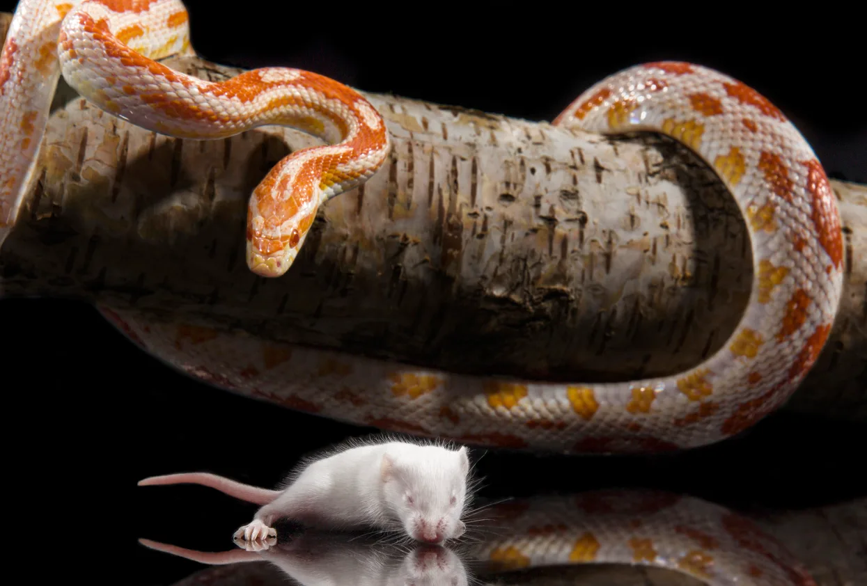 can you overfeed a snake