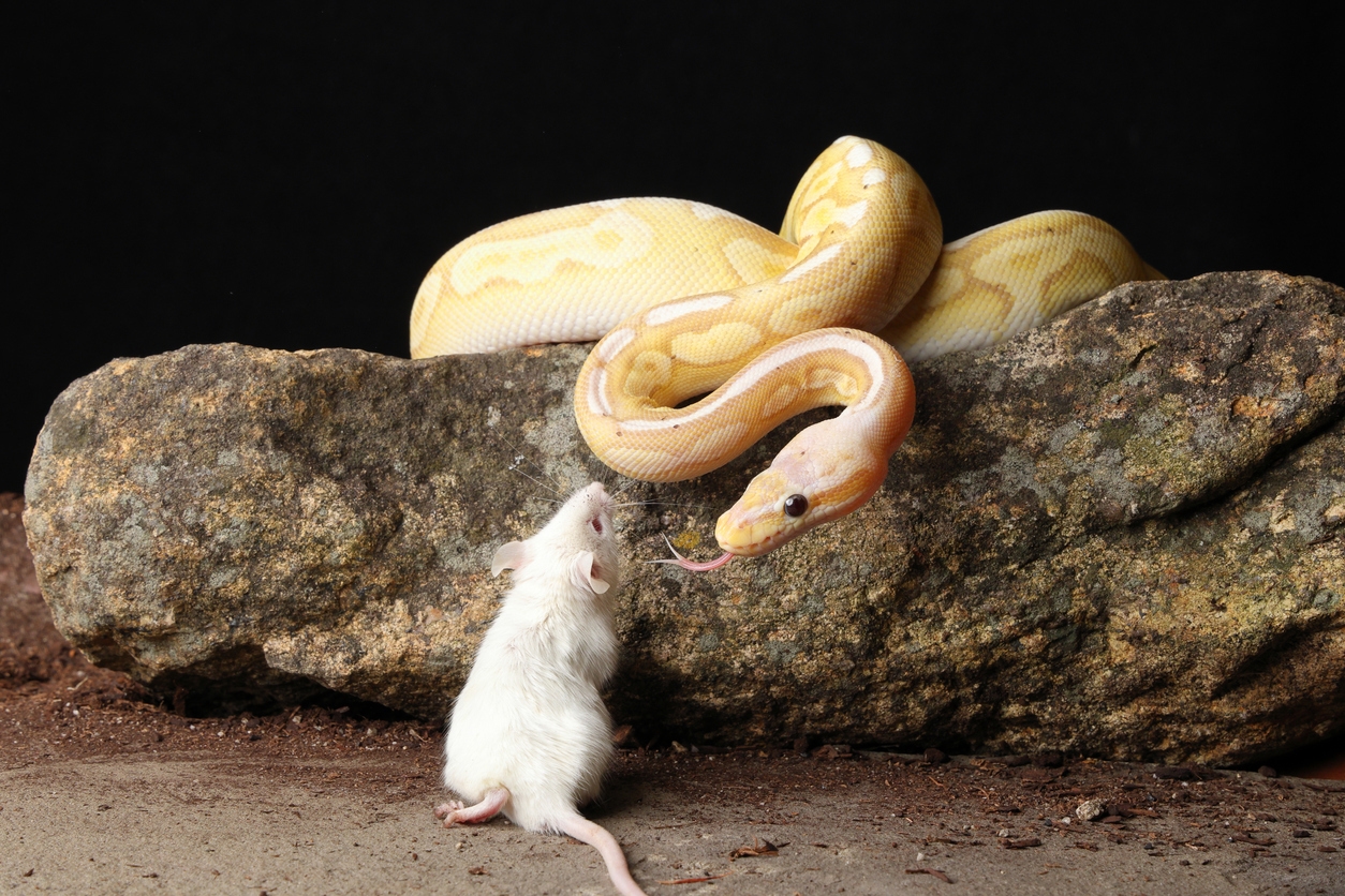 snake feeding in enclosure