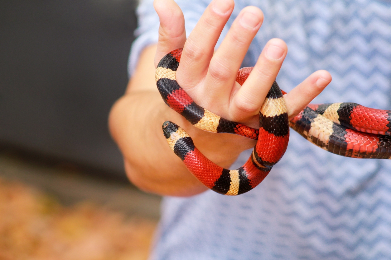 Photo inspiration: How Often To Feed Captive Snakes Reference: How Long Do Snakes Live Average Lifespan Of Popular Pet