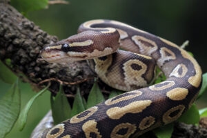 How Long Do Snakes Live? Average Lifespan of Popular Pet Snakes ...