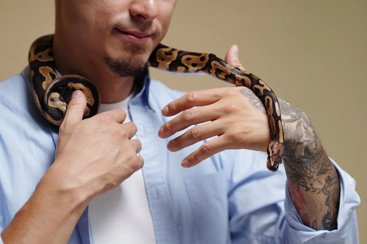 snake recognize their owner